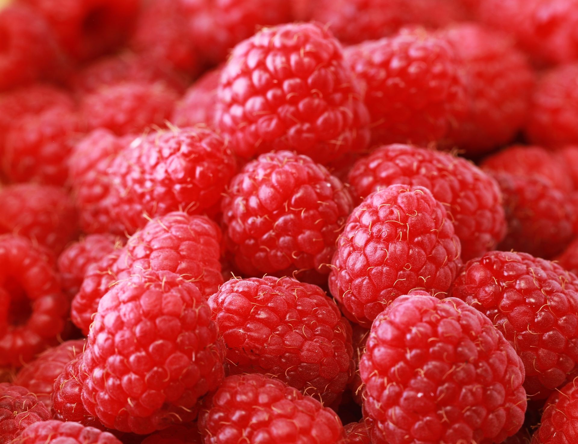close up shot of raspberries