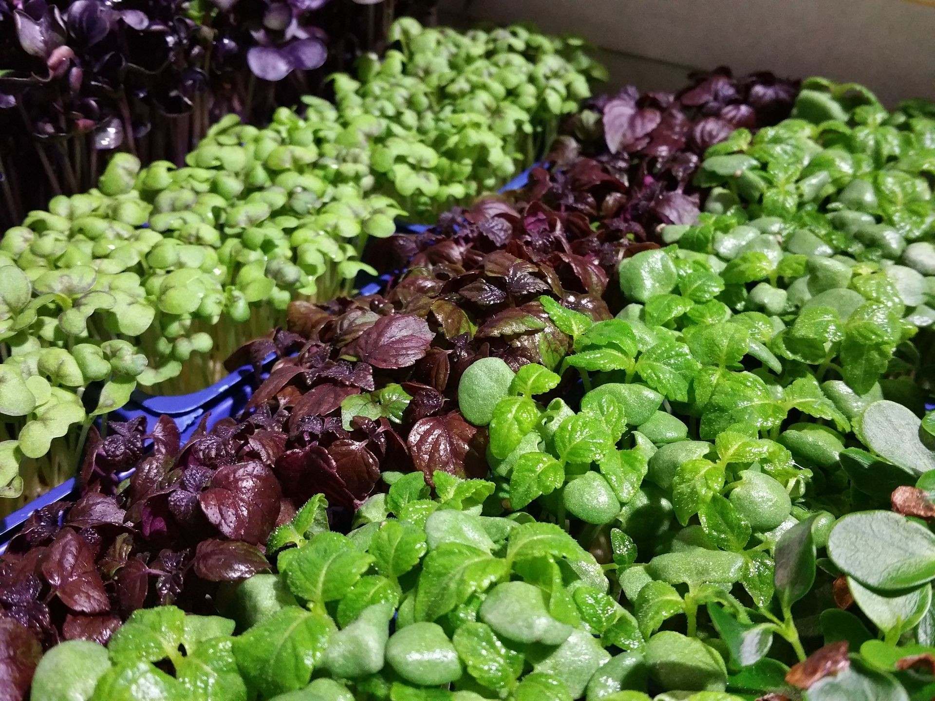 Rows of red and green local produce