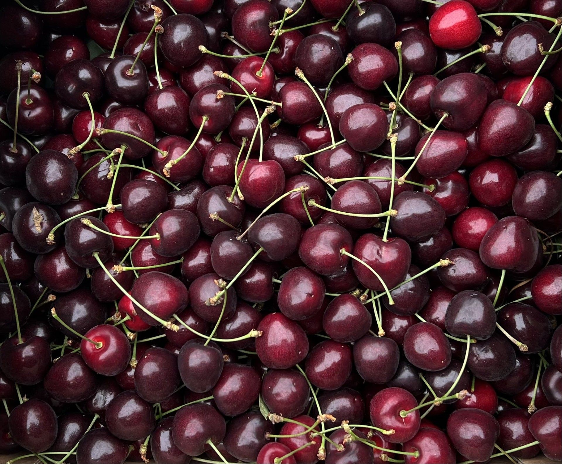 Dark red cherries